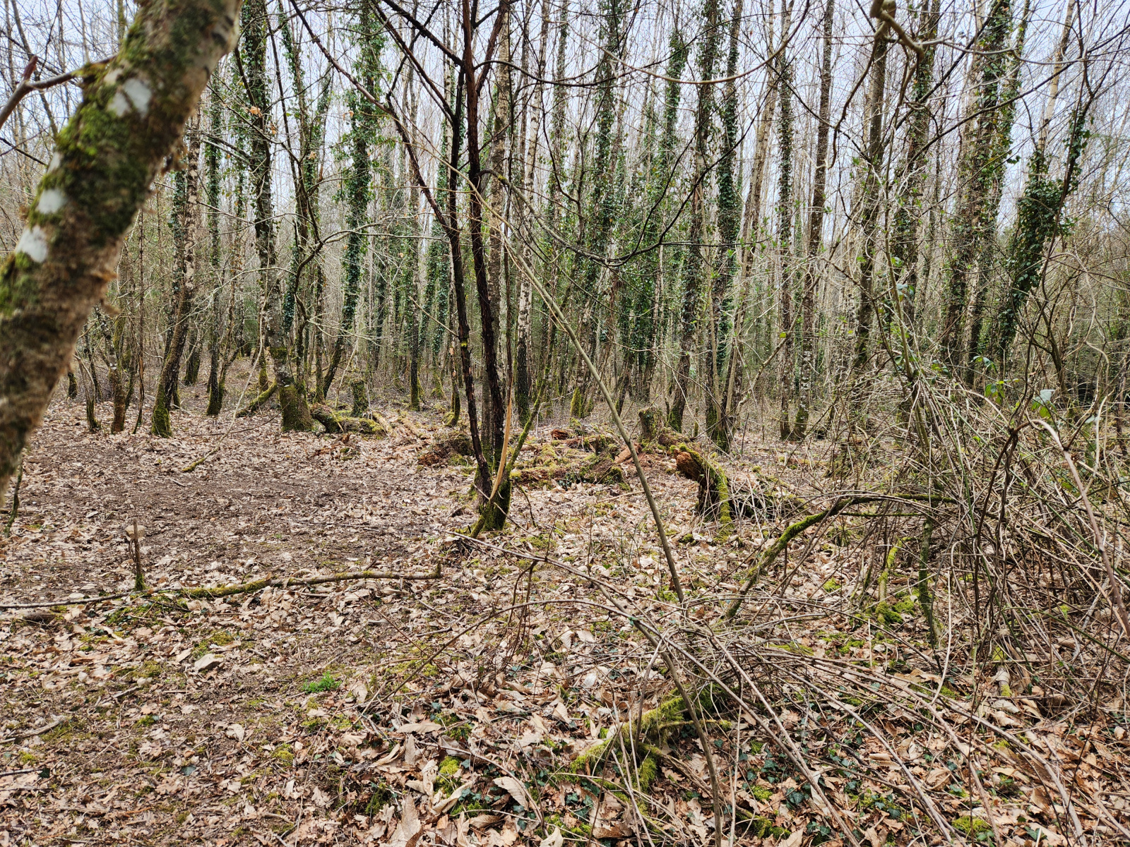 Image_, Terrain de loisir, Bussière-Galant, ref :654